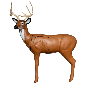 Big Shot Pro Hunter Double Duty Buck full-scale deer archery target for realistic practice and durability.
