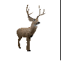 Rinehart Woodland Mule Deer 3D Target