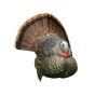 Avian-X LCD Strutter Tom Turkey Decoy