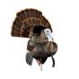 Avian-X HDR Strutter Turkey Decoy