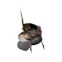 Avian-X HDR Strutter Turkey Decoy