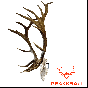 Grakksaw Rakk: Elk Skull Hanger