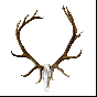 Grakksaw Rakk: Elk Skull Hanger