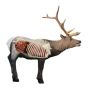 Delta McKenzie X-Ray Series Elk 3D Target with QuivAR Augmented Reality Shot Visualization
