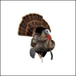 Avian-X HDR Strutter Turkey Decoy